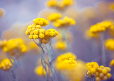 Spring Sunlight Meadow