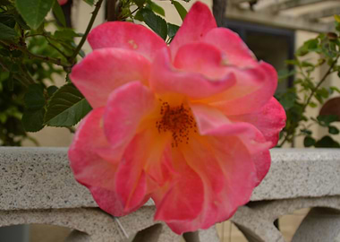 Flower Pink Garden Fleur