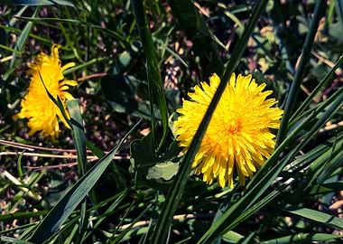 2 Dandelion flowers