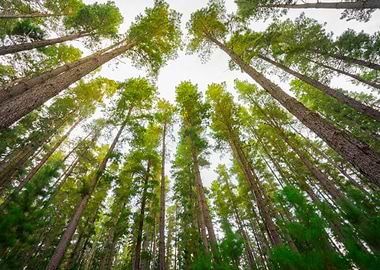 Australia Beauty Concept F