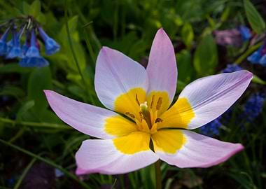 purple flowers crocus
