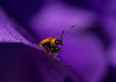 Criocera of the lily