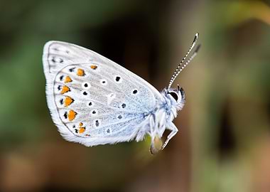 Butterfly argus bleu 2