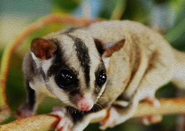 sugar glider