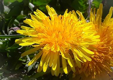 April dandelion