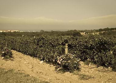 View On The Vine