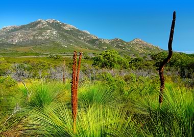 Australia Flora Plant Tree