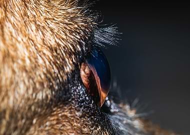 German shepherd dogs eye