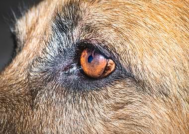 German shepherd dogs eye
