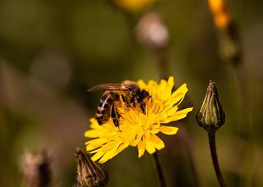 Bee on dandelion