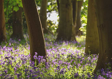 Bluebells