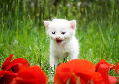 Poppy Kitten