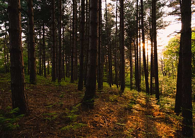 Forest sunset