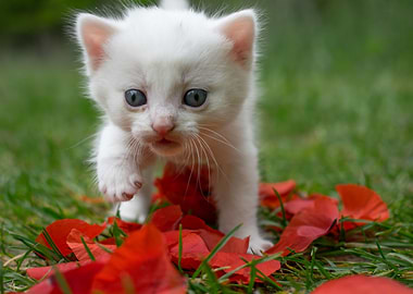 Poppy kitten