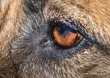 German shepherd dogs eye
