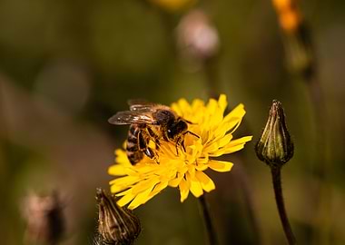 Bee on dandelion