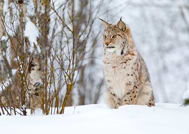 Beautiful Cute Lynx Cub In