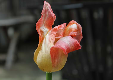 faded tulip