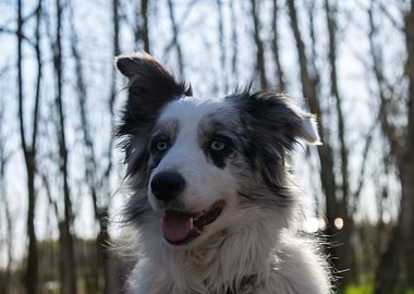 Gazing Border Collie