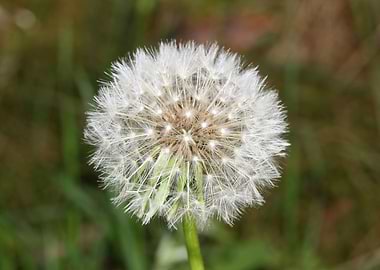 Blowball wild flower
