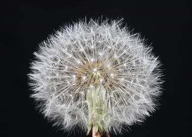 Blowball wild flower