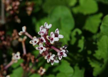 Syringa vulgaris oleaceae