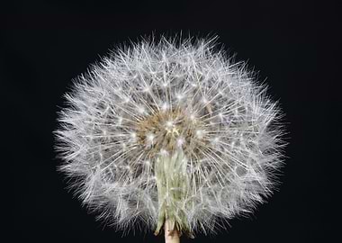 Blowball wild flower