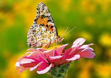 Butterfly on pink flower