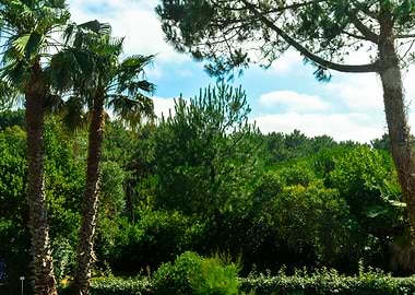 Green Trees in Forest