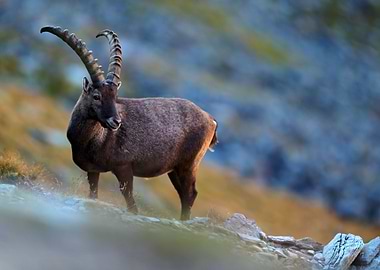 Wildlife Landscape Animal