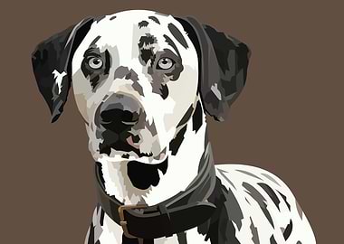 Dalmation dog