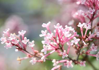 Syringa vulgaris oleaceae