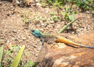 Agama lizard