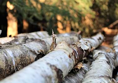 birch trunks