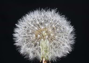 Taraxacum blowball flower