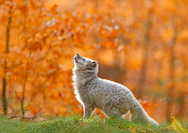 Vulpes Wildlife Landscape