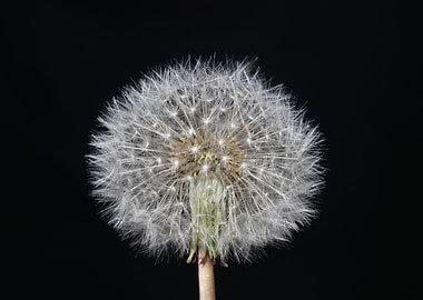 Taraxacum blowball flower