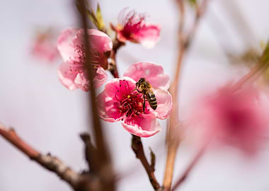 Bee on pink peach