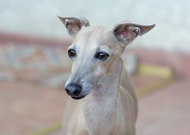 italian greyhound