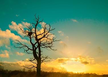 Tree Sky Blue Clouds Lands