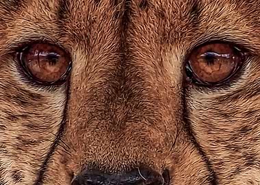 Eyes of a Cheetah
