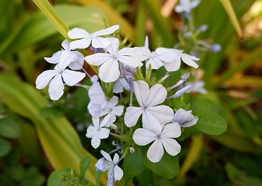 Beautiful Fresh Flower