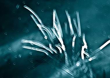 Water rayogramme in blue