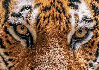 Painting Of Tiger Eyes