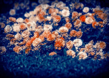 Roses Flowers in Summer Ga