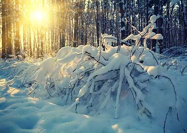 Back Background Beautiful