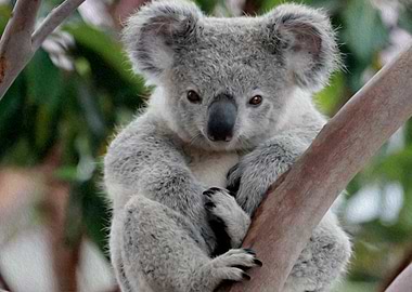 koala