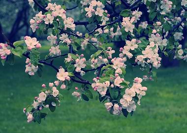 Blossoming Spring Garden
