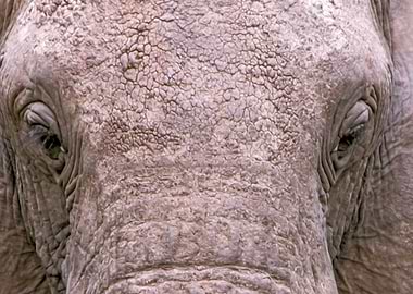 Painting Of Elephant Eyes