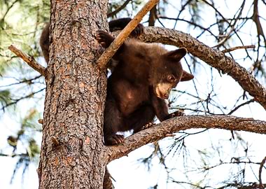 Koda perched in his tree